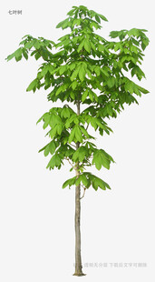 单棵绿树植物素材