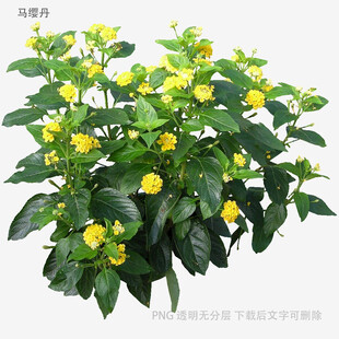 绿叶黄花盆栽植物