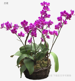 紫色蝴蝶兰盆栽