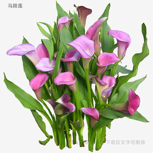 粉色马蹄莲插花