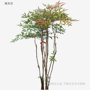 秀丽多彩竹树景观