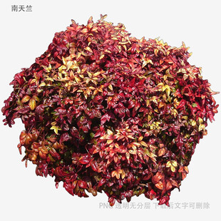 干玫瑰花茶