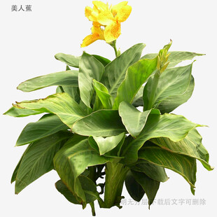 黄苞绿叶的美丽盆栽植物