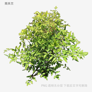 翠绿灌木植物特写