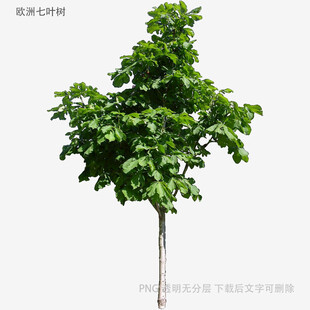 单棵绿树植物素材