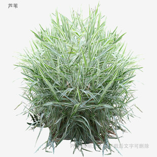 翠绿丛生草本植物