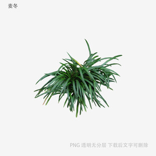 翠绿丛生草本植物