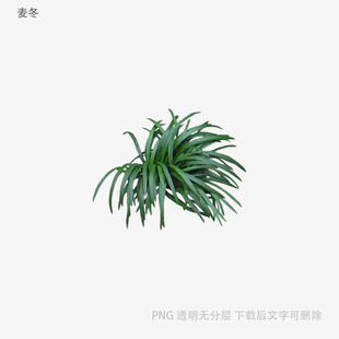 翠绿吊兰植物特写