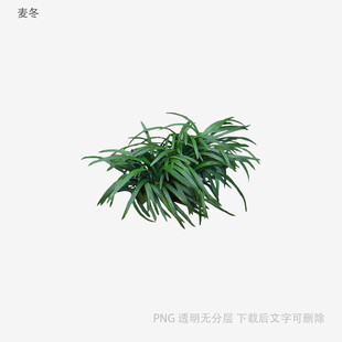 翠绿丛生草本植物