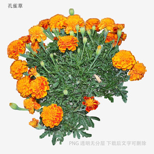鲜艳橙色万寿菊绽放