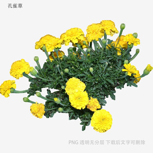 黄色万寿菊盆栽花卉