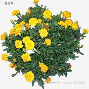 黄色万寿菊盆栽花卉