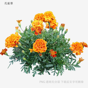 鲜艳万寿菊绽放