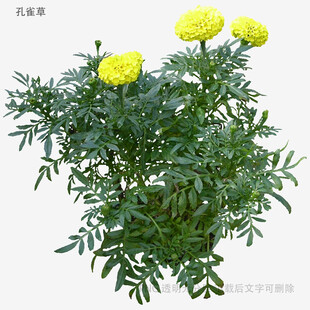 黄色万寿菊植株特写