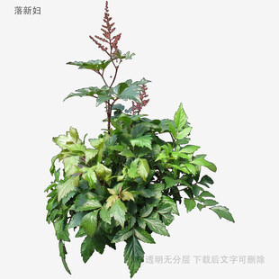 绿叶繁茂的植物盆栽