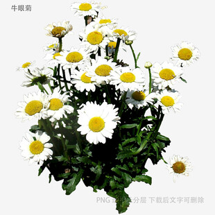 清新小白菊插花