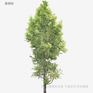 单棵绿树高清素材图