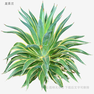 翠绿金边龙舌兰植物特写