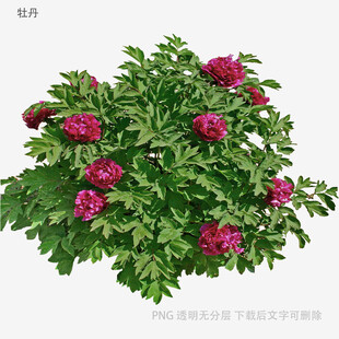 盛开的紫红色牡丹花植株