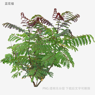 羽状复叶植物特写