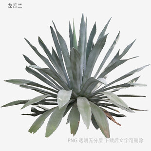 蓝绿色龙舌兰植物特写