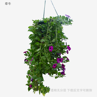 垂吊绿植紫花悬挂盆栽