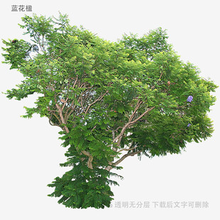 植物