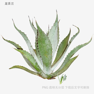 翠绿芦荟植物特写