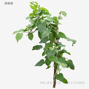 绿色植物枝干特写