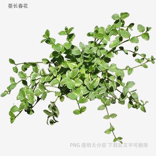 翠绿清新的蔓生植物
