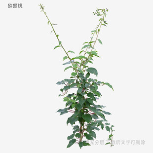 植物