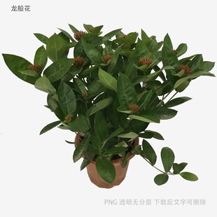 绿叶繁茂的盆栽植物