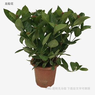室内绿植盆栽