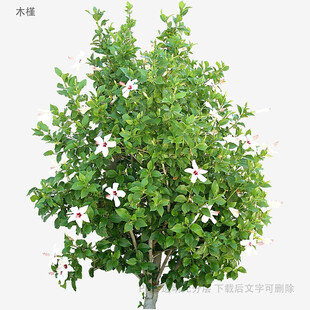盛开的白色花朵绿树