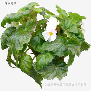 白色花朵的翠绿秋海棠
