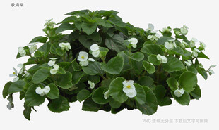 绿叶白花繁茂盆栽植物