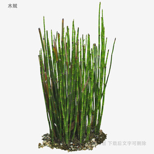 直立细长绿植盆栽