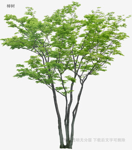 植物