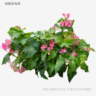 粉色花朵绿叶植物盆栽