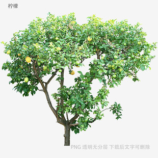 硕果累累的柠檬树