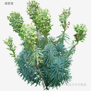 翠绿羽扇豆植株特写