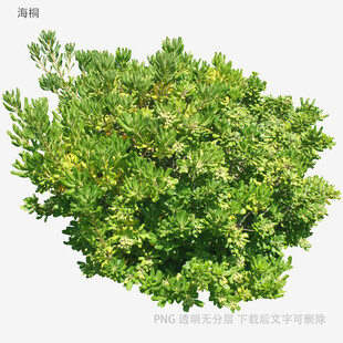 翠绿灌木植物特写