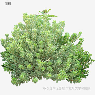 翠绿灌木植物特写