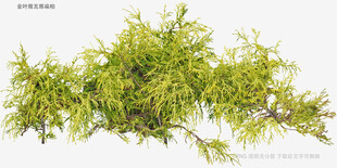 翠绿松针植物特写