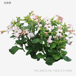 粉色花朵绿植盆栽