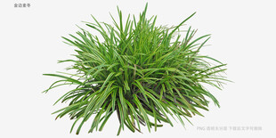 翠绿丛生草本植物