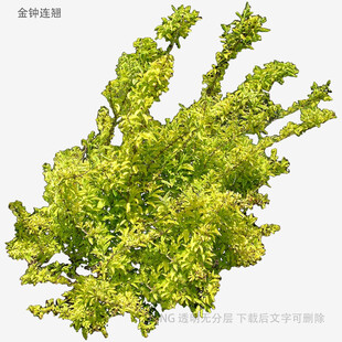 翠绿茂盛的树木模型