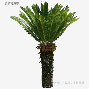 铁树植物特写