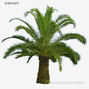 单株苏铁树植物景观