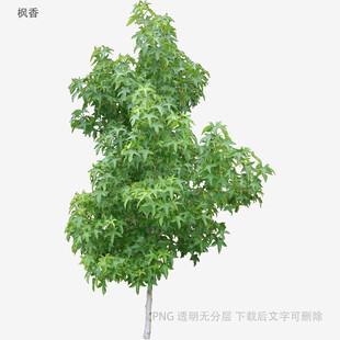 单棵绿树植物素材图